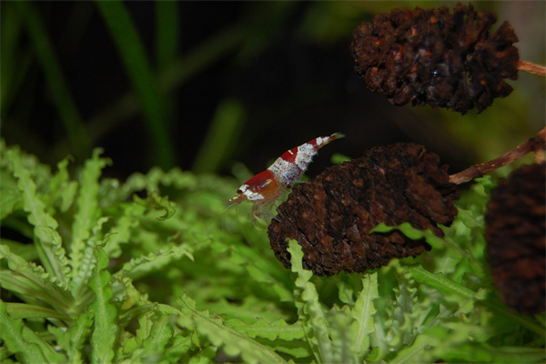 夢到了好多小蝦意味什麼_周公解夢