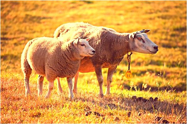 夢到聽喇嘛講經代表著什麼?_周公解夢官網