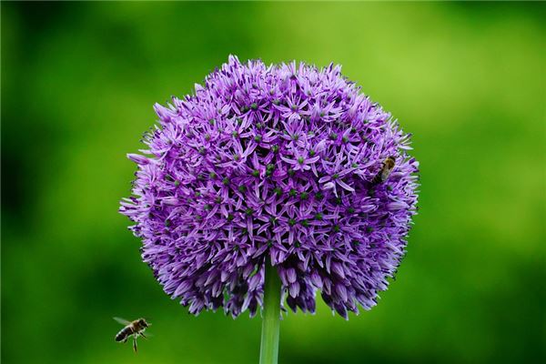 夢到了韭花是啥預兆_周公解夢