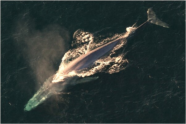 夢到在岸邊有很多死魚意味著什麼_周公解夢官網