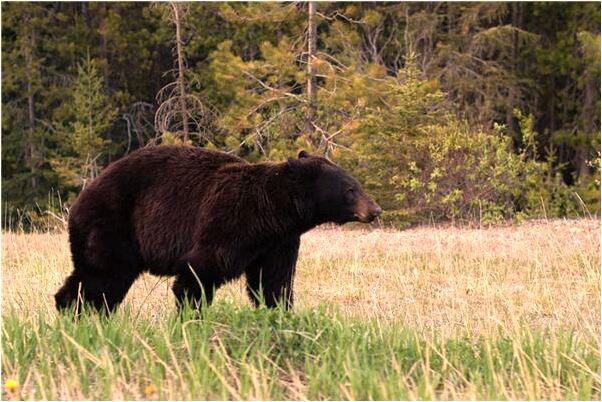 夢見很多盆魚有什麼意義嗎_周公解夢官網
