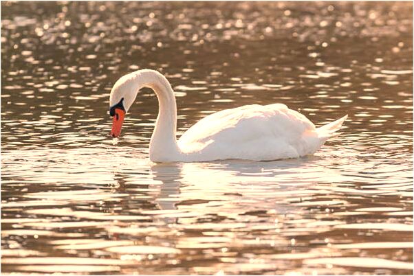 夢到等做車捉到賊被我暴打是咋回事_周公解夢官網