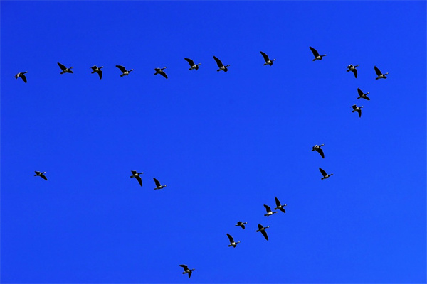 夢到遷徙有什麼徵兆_周公解夢