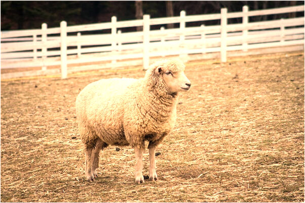 夢到父親的小拇指被砍掉在地是好是壞_周公解夢官網