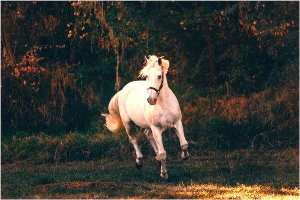 夢見寫春聯會是什麼預兆_周公解夢官網