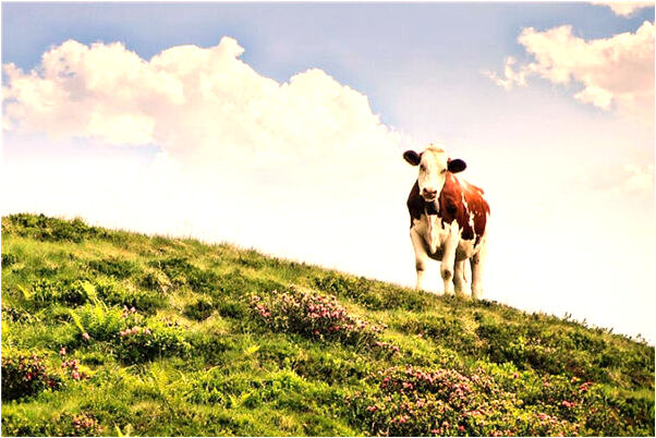 夢到了跟魚說話是什麼預兆_周公解夢官網