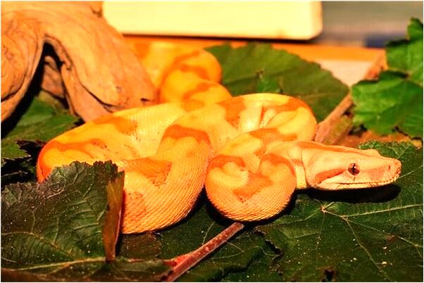 夢到廠里大廳安裝一台櫃員機有什麼含義_周公解夢官網