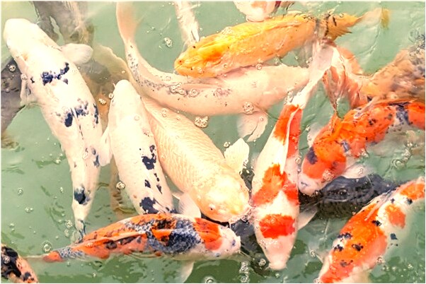 夢到了高考化學有什麼意思嗎_周公解夢官網