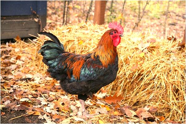 夢到了害怕貓的動物殺人是好事還是壞事_周公解夢官網