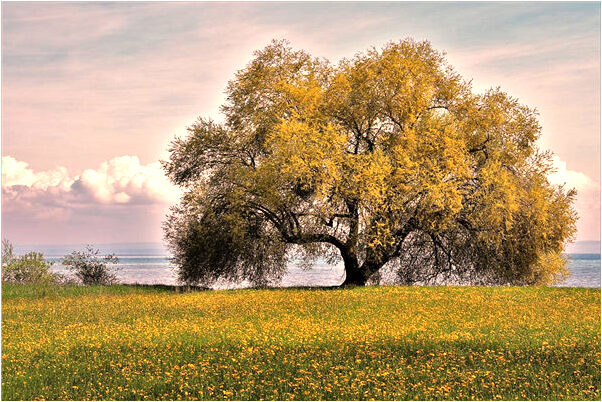 夢到自己買驗孕棒預兆了什麼嗎_周公解夢官網
