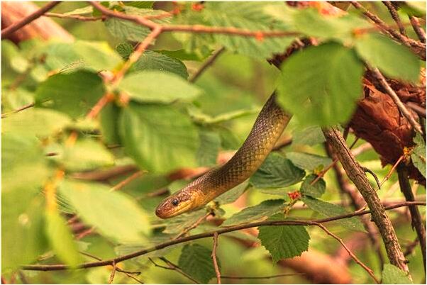 夢到小孩穿白衣我抱著怎么樣_周公解夢官網