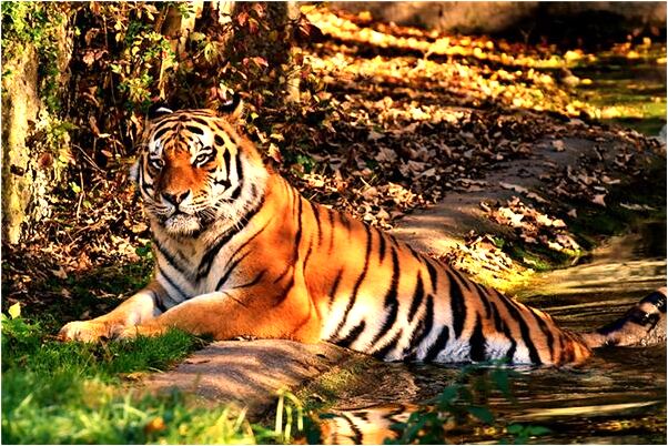 夢見逃課被老師發現意味什麼_周公解夢官網