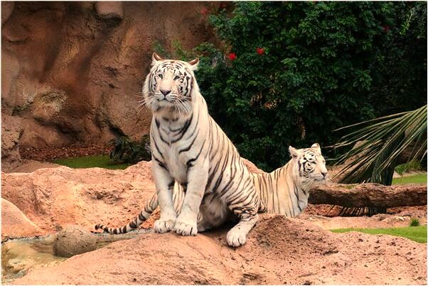 夢見前男友結婚我去了現場意味什麼_周公解夢官網