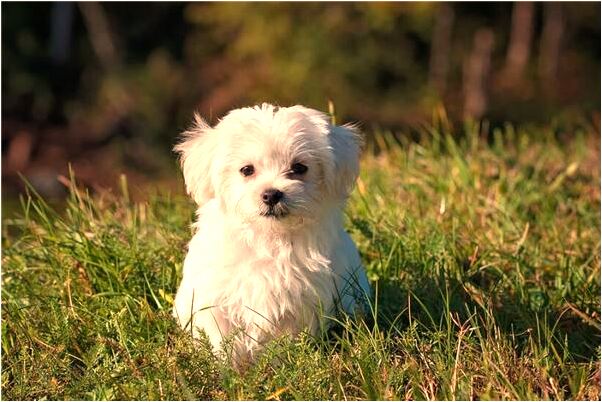 夢見懷孕後流產有什麼意思_周公解夢官網