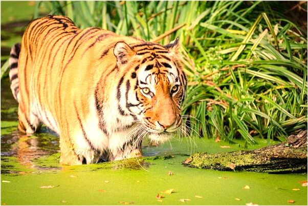 夢到了牛找不到了是什麼兆頭_周公解夢官網