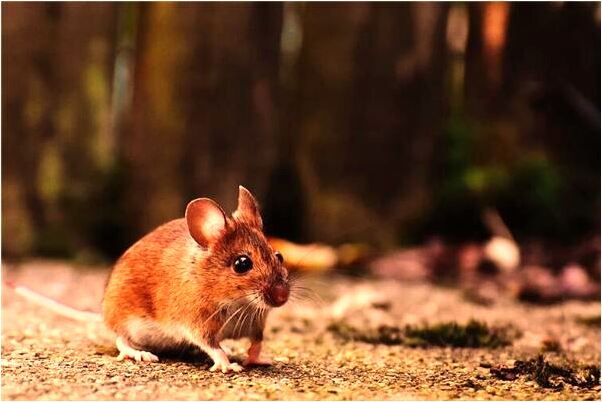 夢見公司被老闆給賣了有什麼意義嗎_周公解夢官網