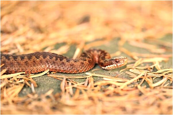 夢見父親變妖怪的預兆_周公解夢官網