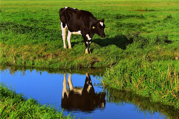 生肖牛最般配的屬相_十二生肖