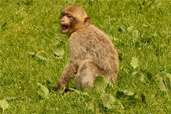 屬猴的2021年多少歲了_十二生肖