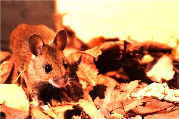 夢見狗追著咬人意味什麼_周公解夢官網