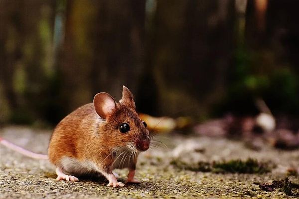 屬相鼠在今年的年齡_十二生肖