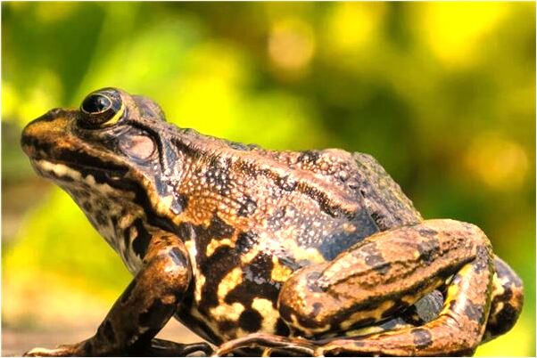 夢見哈奇森效應有什麼預示嗎_周公解夢官網