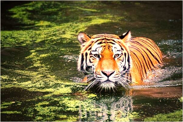 夢到自己的皮膚是透明的是咋回事_周公解夢官網