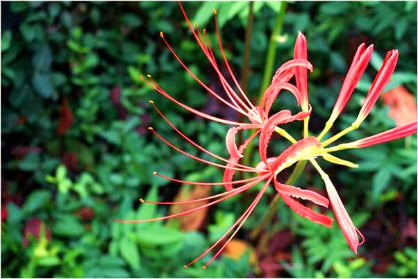 夢見母親騎白象過河預示了什麼_周公解夢官網