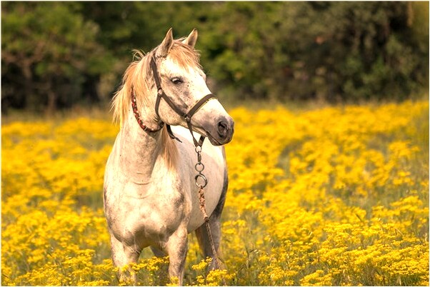 夢見迷路進入觀音廟許願有什麼說法_周公解夢官網