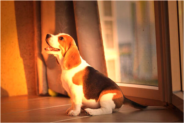 夢到撿茶子米會是什麼預兆_周公解夢官網