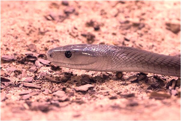 夢見上課沒人什麼預兆_周公解夢官網