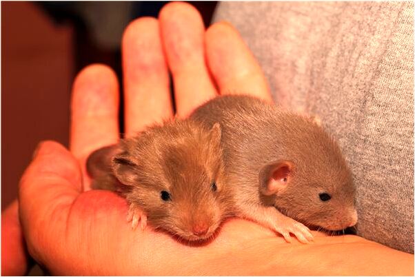 夢到了和自己曖昧不清的男生有什麼意思嗎_周公解夢官網