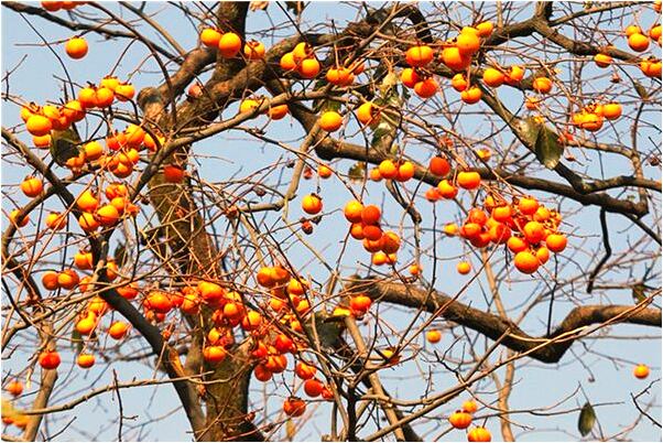 夢到別人給生肉和一盤菜有什麼意思嗎_周公解夢官網