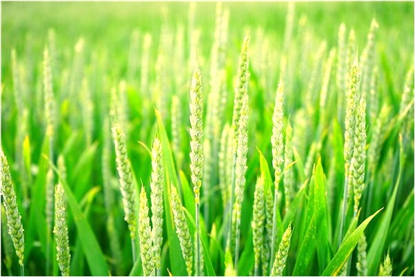 夢到自己的血是白色有什麼寓意嗎？_周公解夢官網