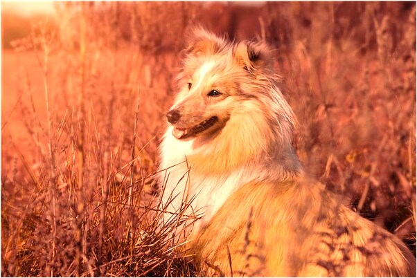 夢到鏡中女鬼怎么說_周公解夢官網