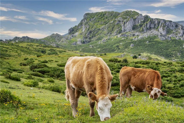 屬牛的出生年份有哪些_十二生肖