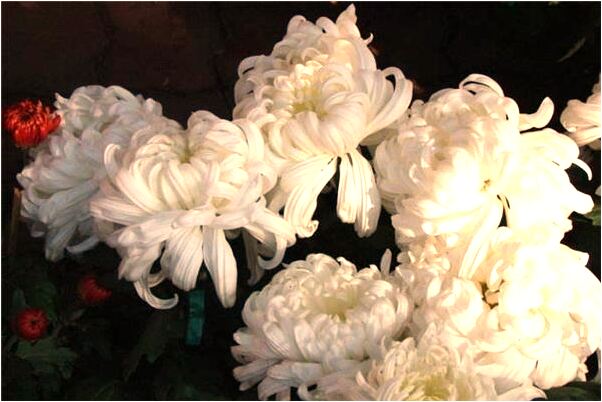 夢見殺自己爸爸什麼寓意_周公解夢官網