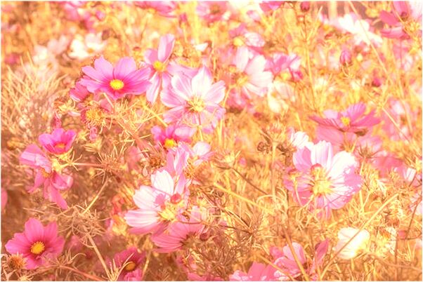 夢到和狗戀愛會是什麼預兆_周公解夢官網