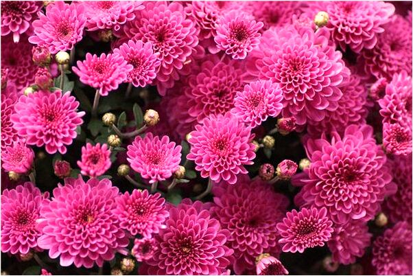 夢到鳥攻擊我有什麼含義_周公解夢官網