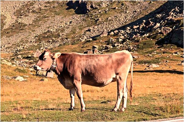 夢到姐姐生了四個女兒啥意思_周公解夢官網