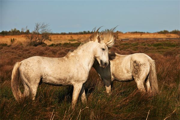 66年屬什麼生肖配對_十二生肖