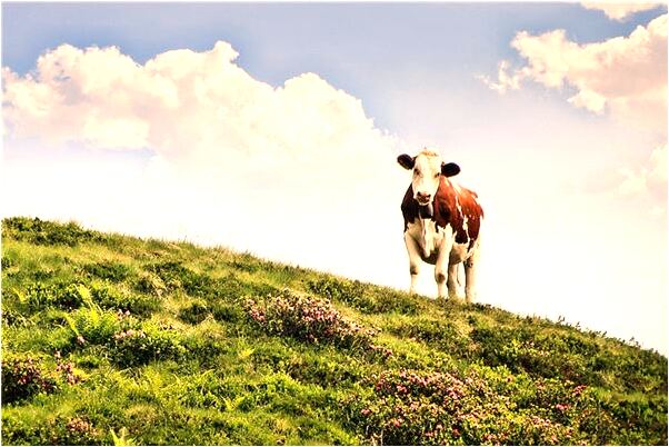 夢到老公幫我買好車票意味什麼_周公解夢官網