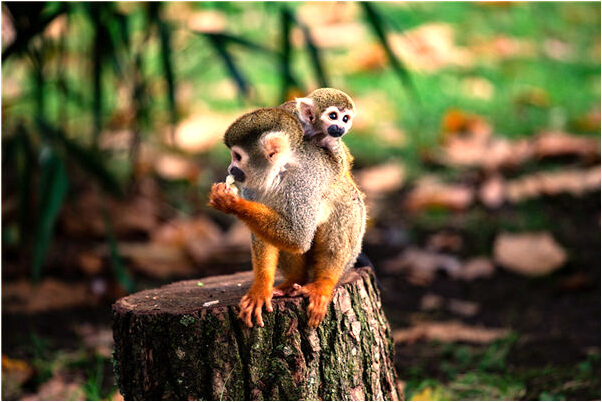 夢見上山弄柴是咋回事_周公解夢官網