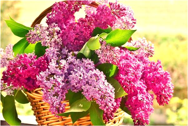 夢到和面蒸饅頭會有什麼預兆_周公解夢官網