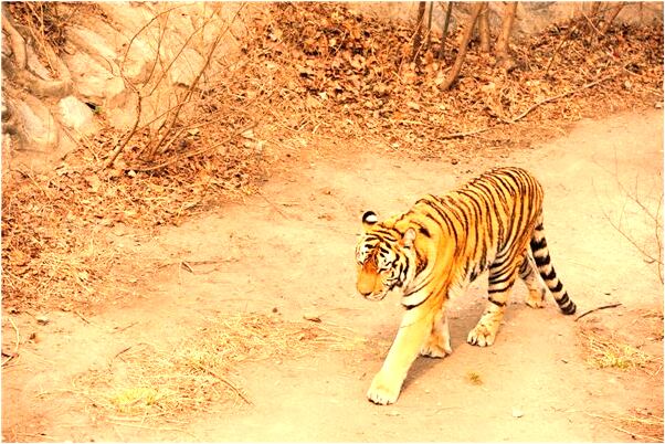 夢到了巨型烏龜馱著巨型石碑有什麼說法_周公解夢官網