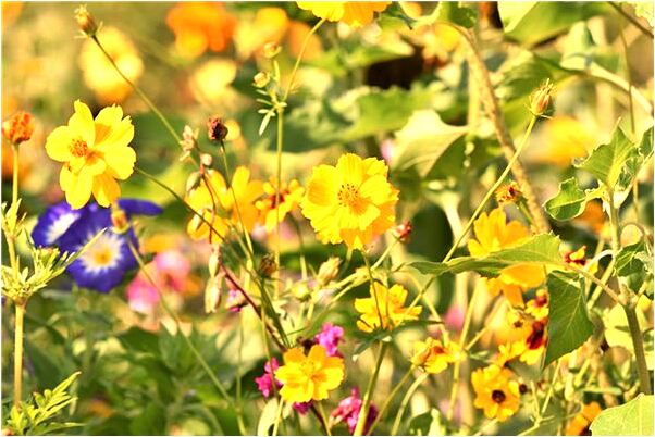 夢見蛇被罈子裝怎么樣_周公解夢官網