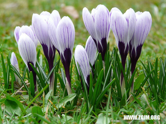 夢見自己拉褲子_周公解夢夢到自己拉褲子是什麼意思_做夢夢見自己拉褲子好不好_周公解夢官網