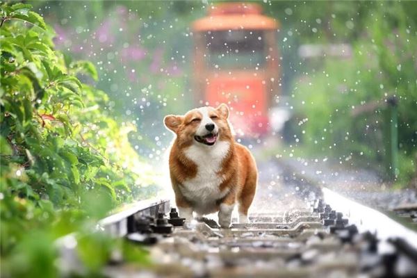 夢見被狗咬是什麼意思_周公解夢