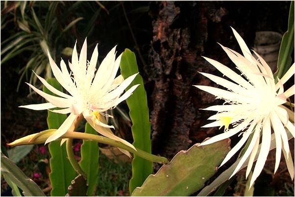 夢見給魚放水有何寓意_周公解夢官網