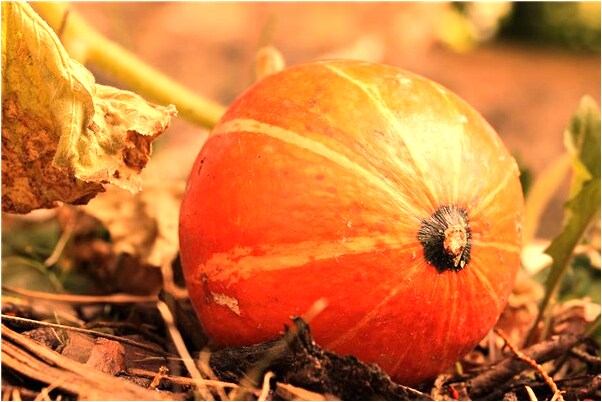 夢到玉白菜有何寓意_周公解夢官網